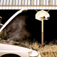 Illustration for article titled Report: 78% Of NBA Prospects Found After Scout’s Car Breaks Down Near Barn Where Kid Shooting On Netless Hoop